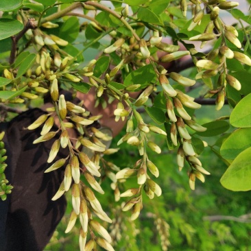 槐花槐树花新鲜野生槐花特菜当季蔬菜当天采摘鲜货