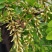 槐花槐树花新鲜野生槐花特菜当季蔬菜当天采摘鲜货