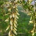 槐花槐树花新鲜野生槐花特菜当季蔬菜当天采摘鲜货