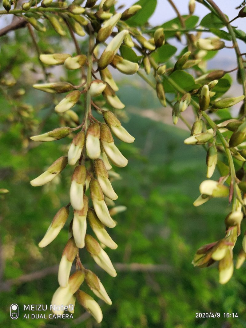 槐花槐树花新鲜野生槐花特菜当季蔬菜当天采摘鲜货