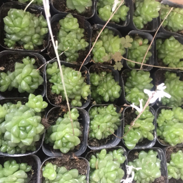 青州花卉水晶玉露多肉植物