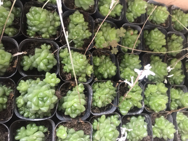 青州花卉水晶玉露多肉植物