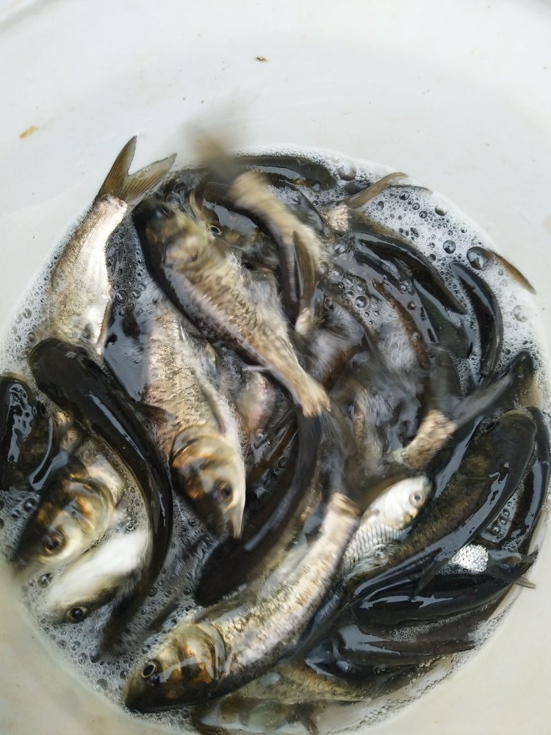 热卖花鲢鱼苗，量大从优，提供技术指导，，，，