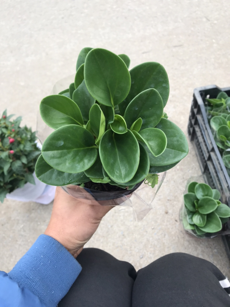 山东青州花卉碧玉盆栽电脑宝贝