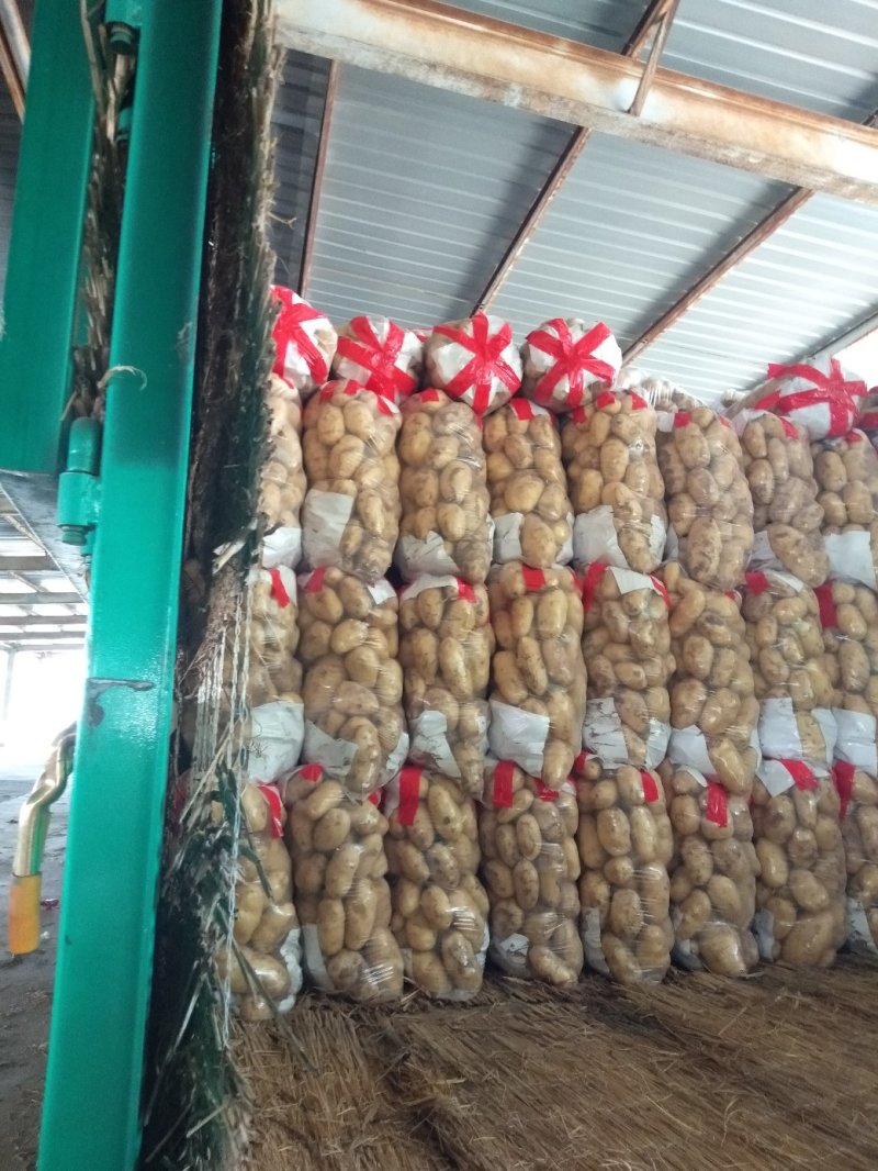 山东精品中薯5号荷兰系土豆全国发货产地直供欢迎洽谈