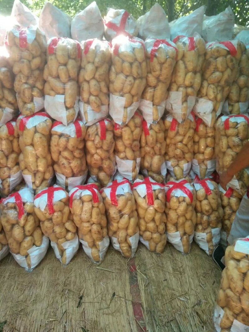山东精品中薯5号荷兰系土豆全国发货产地直供欢迎洽谈