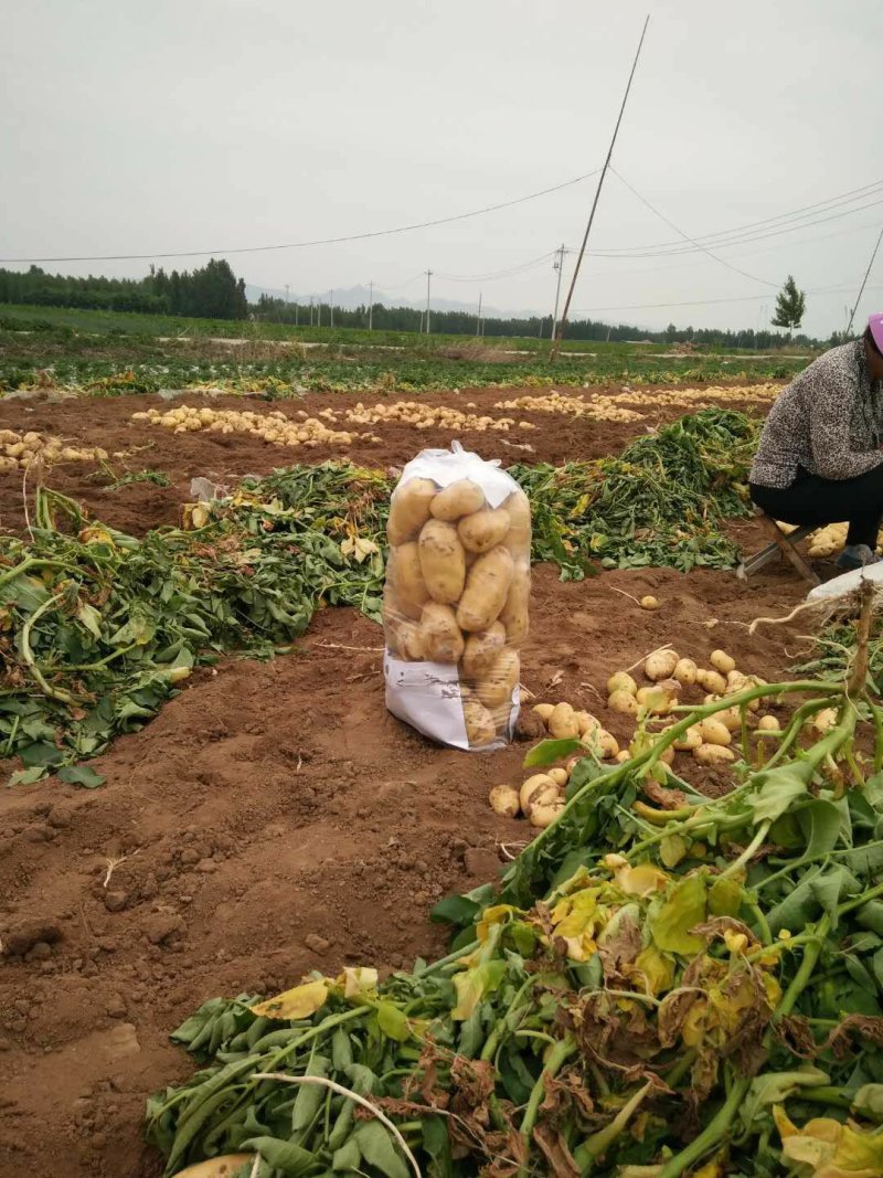 山东精品中薯5号荷兰系土豆全国发货产地直供欢迎洽谈