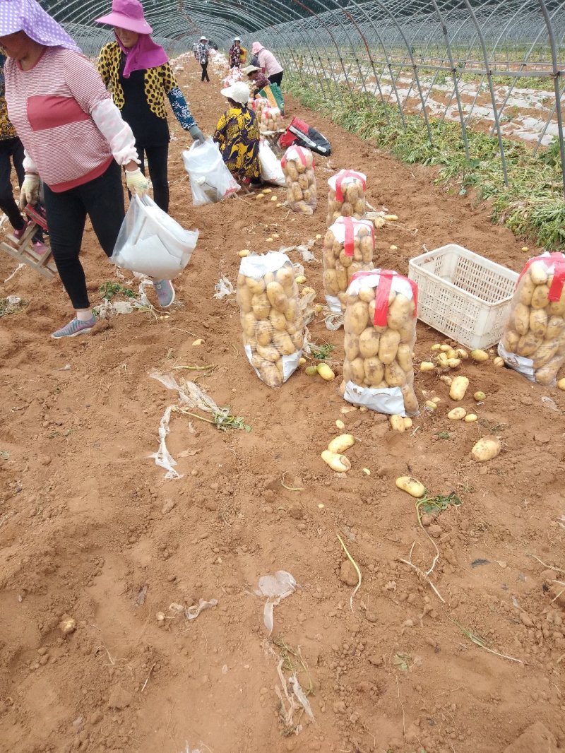 山东精品中薯5号荷兰系土豆全国发货产地直供欢迎洽谈