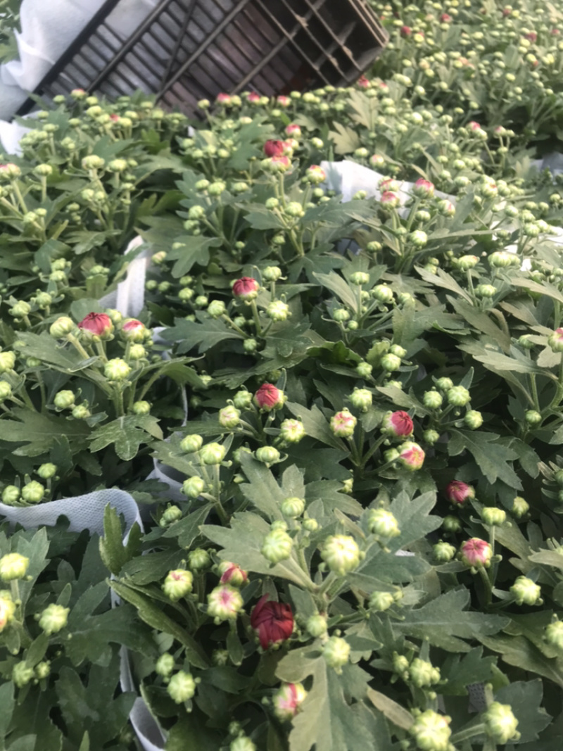 山东青州荷兰菊盆栽花卉