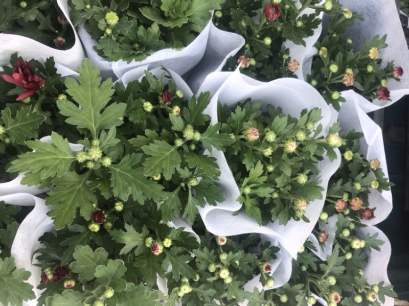 山东青州荷兰菊盆栽花卉