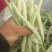 白芸豆，白不老18cm以上，九粒白芸豆大量供应中