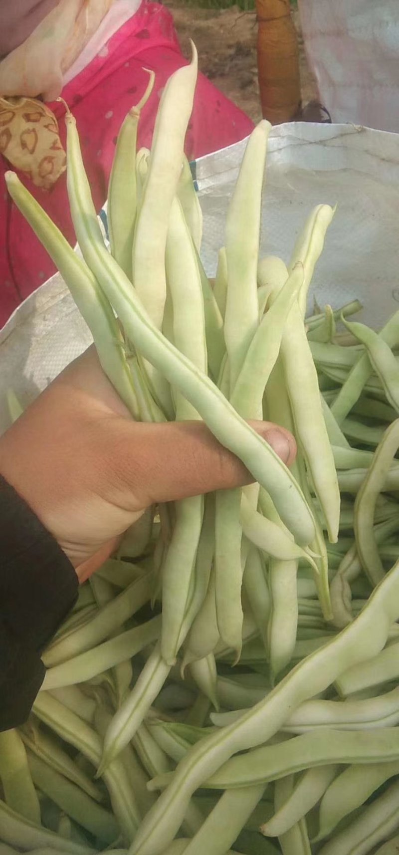 白芸豆，白不老18cm以上，九粒白芸豆大量供应中