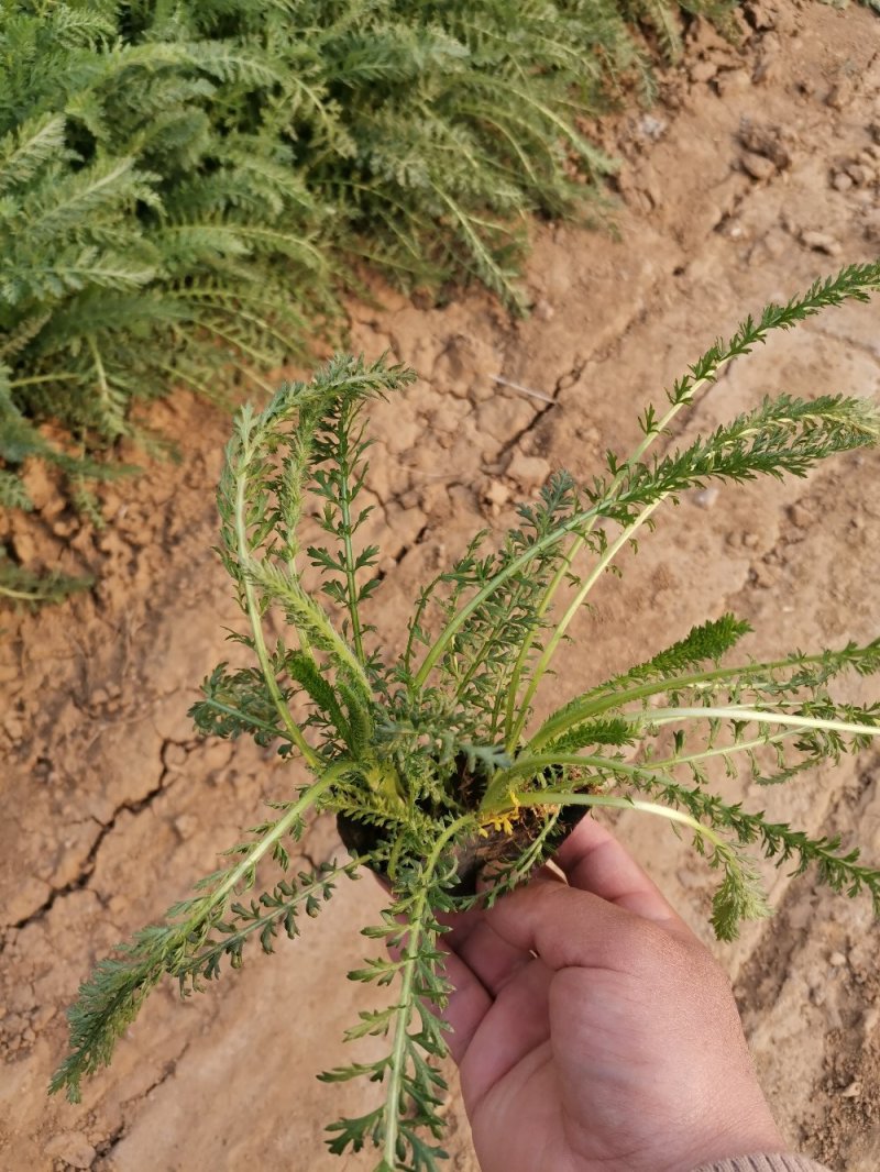 蓍草多年生草本植物大量有货多芽产地直发自家基地