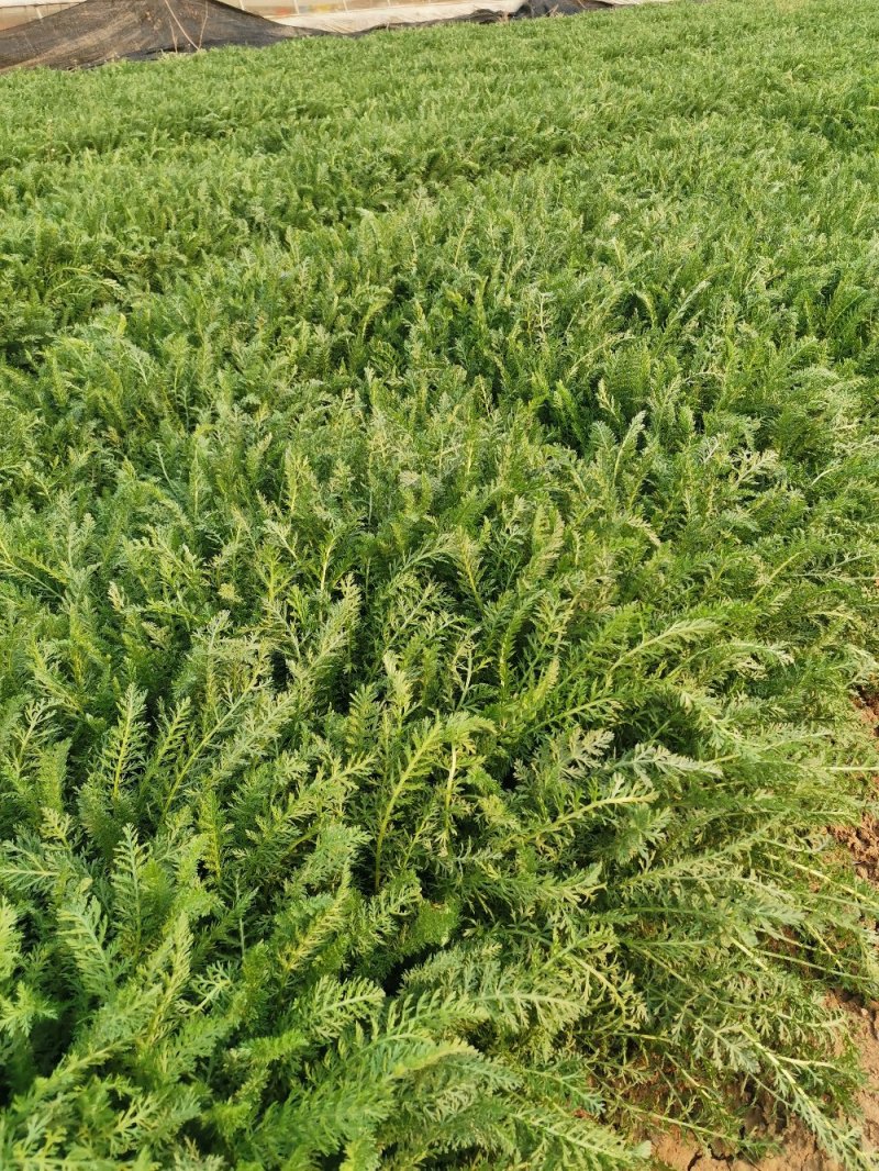 蓍草多年生草本植物大量有货多芽产地直发自家基地