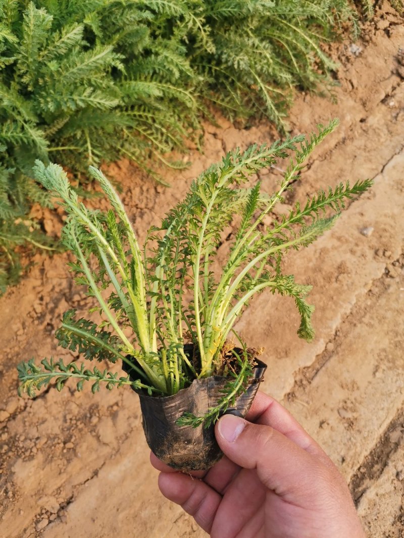 蓍草多年生草本植物大量有货多芽产地直发自家基地