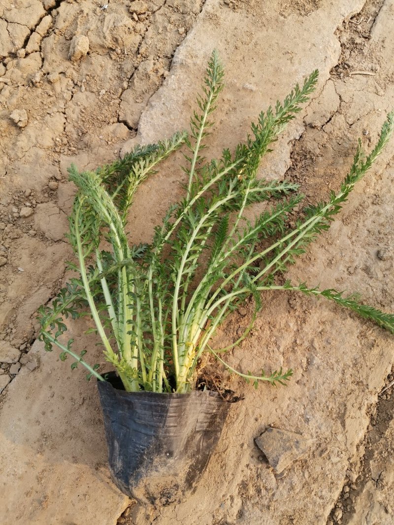 蓍草多年生草本植物大量有货多芽产地直发自家基地