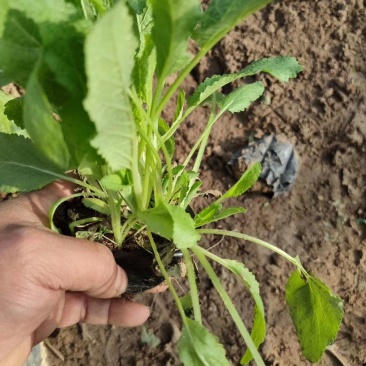 蓝花鼠尾草量大，质量好，价格低，保证质量，