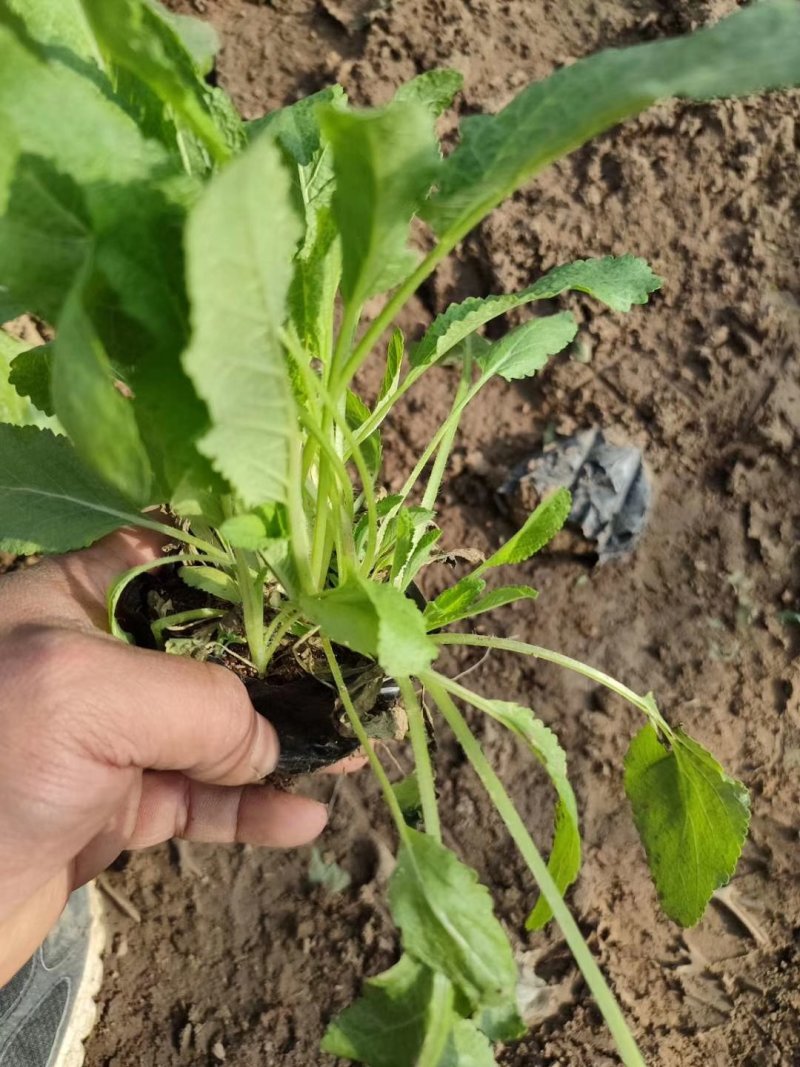 蓝花鼠尾草量大，质量好，价格低，保证质量，