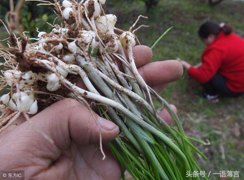 农村腊肉及纯自然生长野生蔬菜