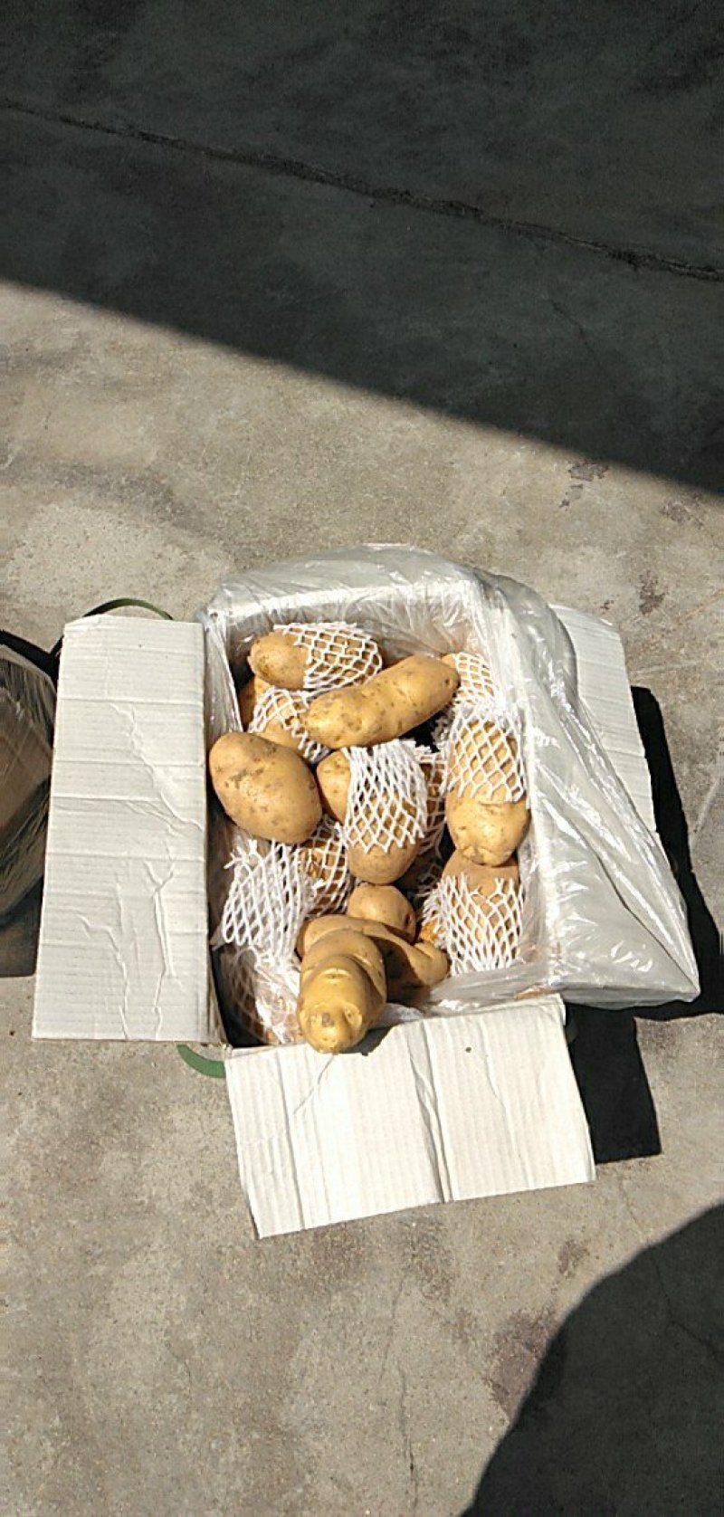 荷兰十五土豆3两以上通货