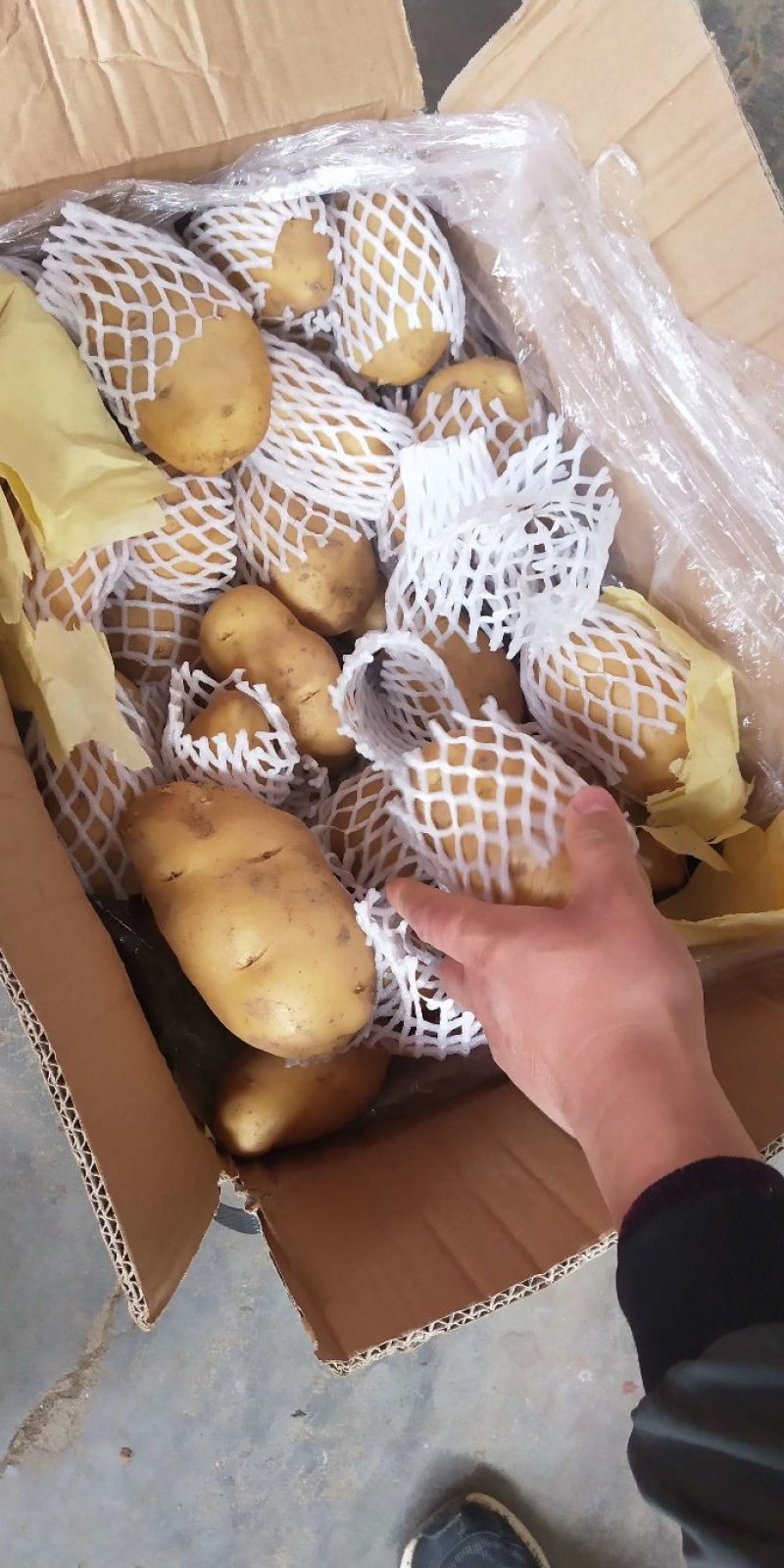荷兰十五土豆3两以上通货