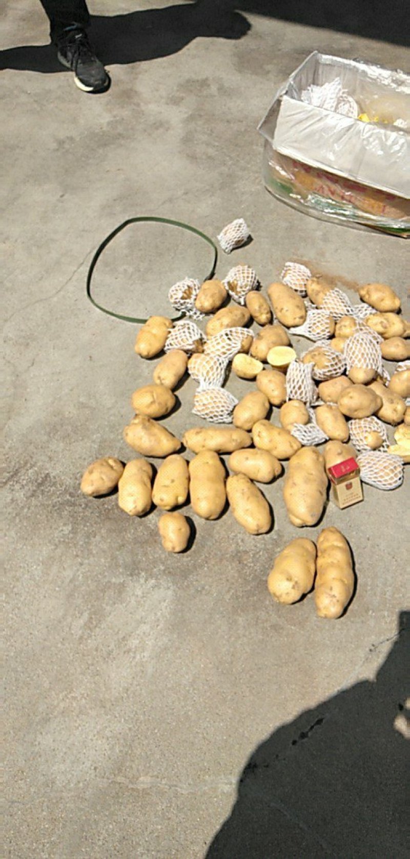 荷兰十五土豆3两以上通货