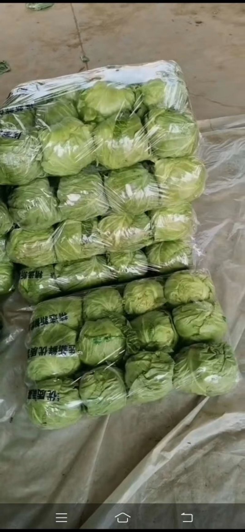 圆包菜，精包，甘蓝，茴子白，开始大量供应中。薄皮甘蓝