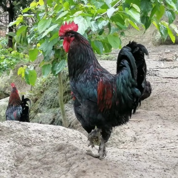 土鸡种蛋