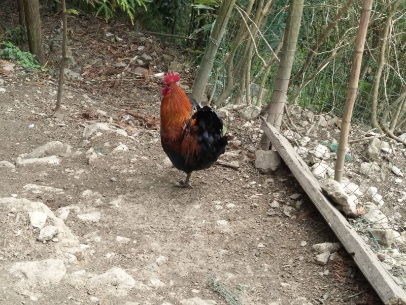 土鸡种蛋