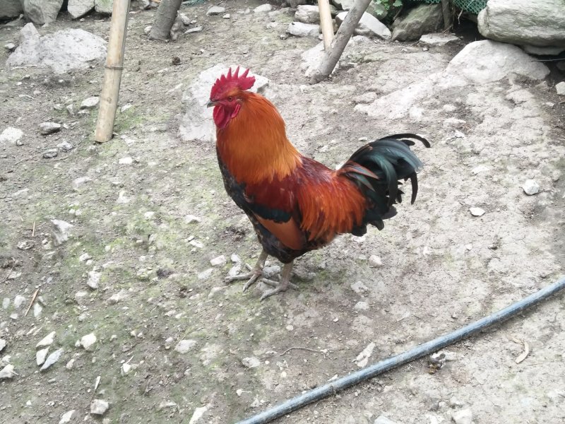 土鸡种蛋