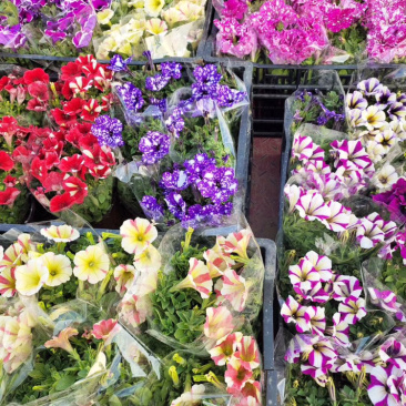 山东青州牵牛花五彩