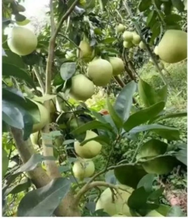 包邮精品【广西灵山红宝石柚子】嫁接苗
