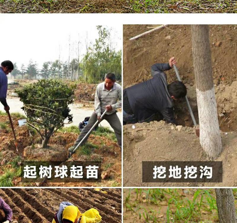 挖树铲起苗器工具铲子挖沟锹园林移树根神器铁锹锰钢加厚挖洞