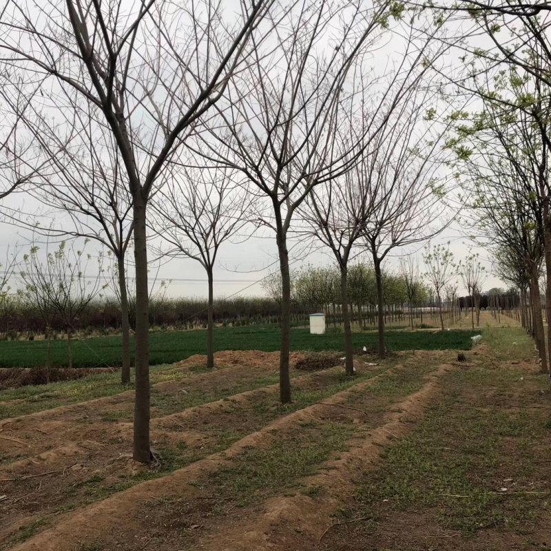 合欢10公分12公分15公分18公分合欢