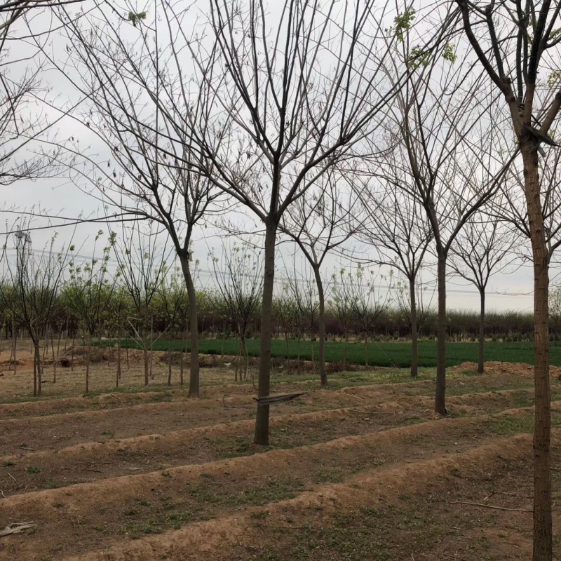 合欢10公分12公分15公分18公分合欢