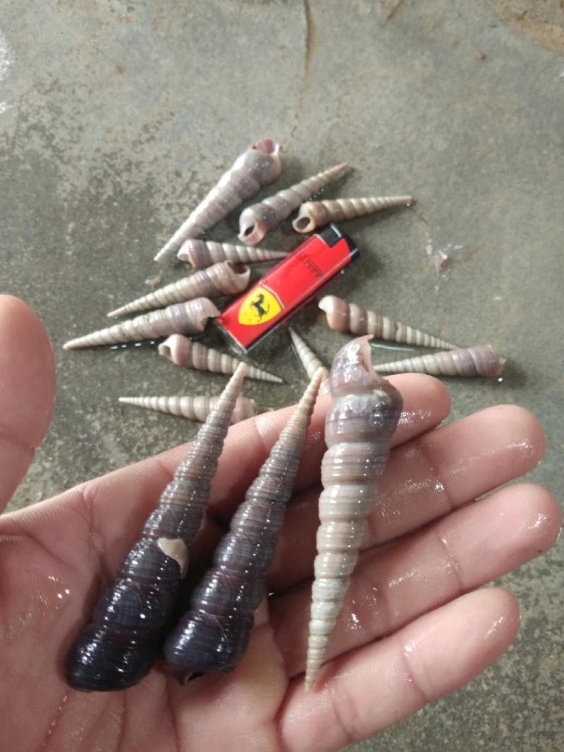 丁螺，北海大钉螺生猛力强，有量价优