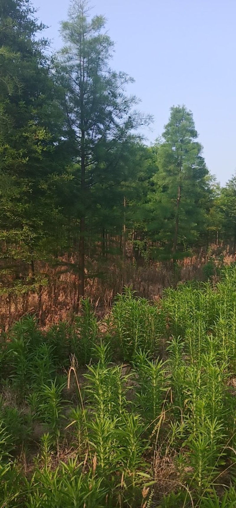 落羽杉，水杉，池杉，各种规格齐全