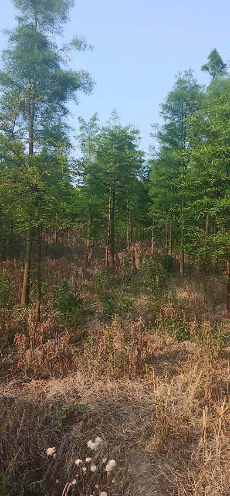 落羽杉，水杉，池杉，各种规格齐全