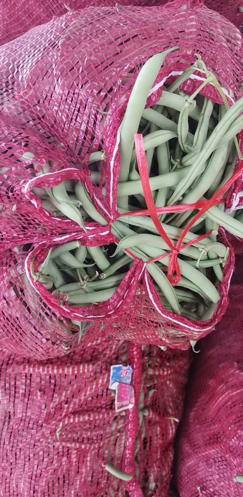 青刀豆