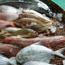 海杂鱼鲜鱼速冻非去脏真空500g/包随机4-6种