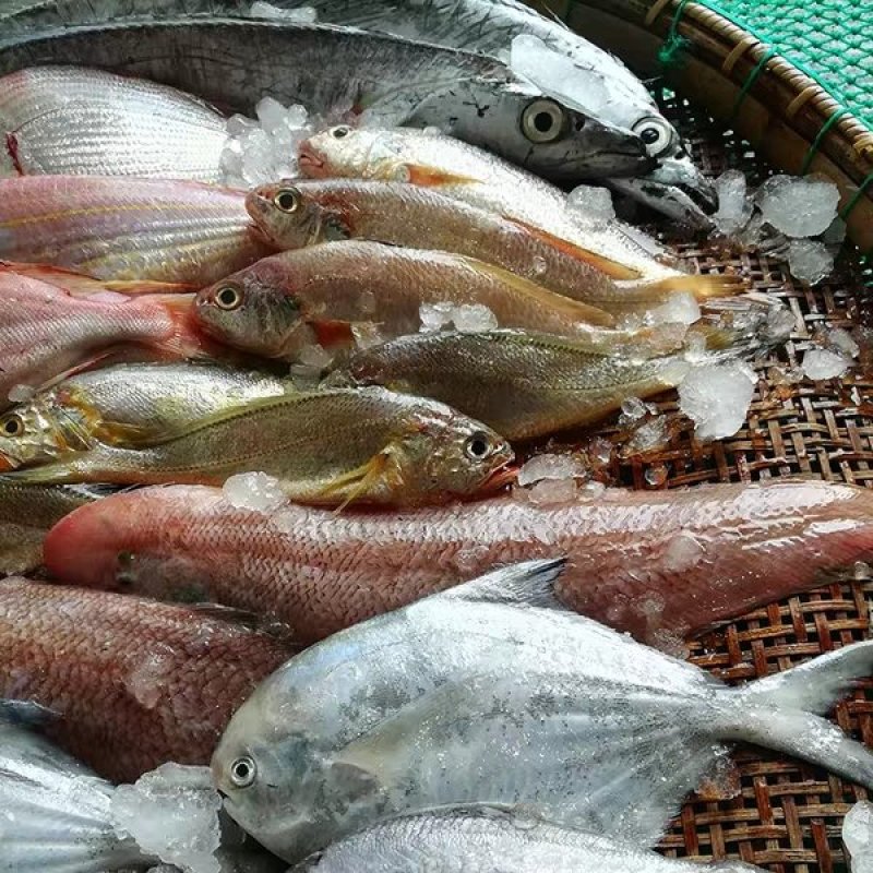 海杂鱼鲜鱼速冻非去脏真空500g/包随机4-6种