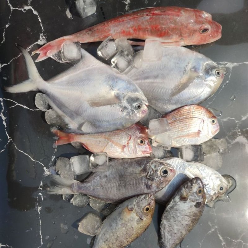 海杂鱼鲜鱼速冻非去脏真空500g/包随机4-6种