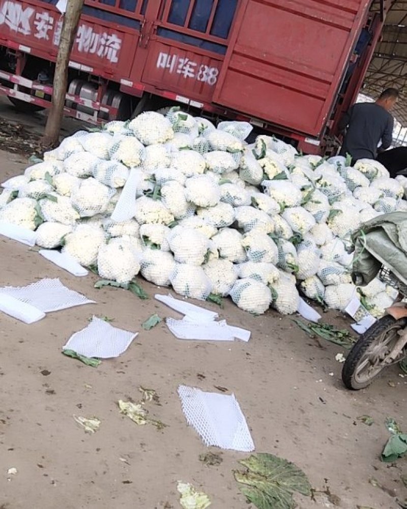 白面青梗松花菜散花2~3斤乳白，质量不错