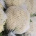白面青梗松花菜散花2~3斤乳白，质量不错