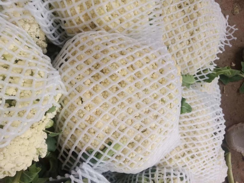白面青梗松花菜散花2~3斤乳白，质量不错