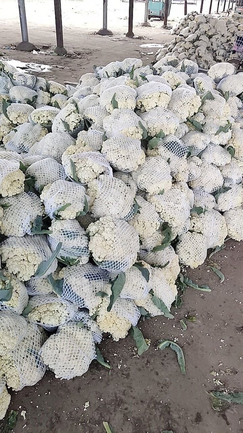 白面青梗松花菜散花2~3斤乳白，质量不错