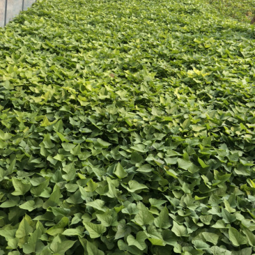 红薯苗,千亩基地,商薯19,西瓜红,龙薯九,烟25