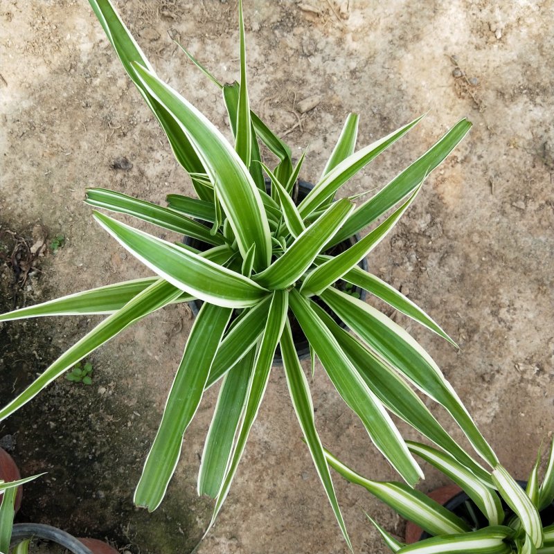 金边吊兰，金叶吊兰观花盆景草本植物