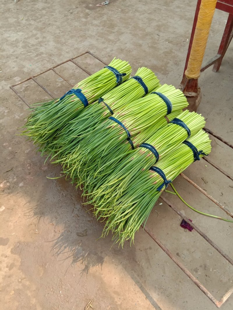 杞县优质红冒蒜苔大量上市中货源充足，全国发货