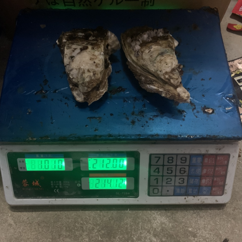 阳江程村生蚝批发，自家养殖，物流发货全国，小区烧烤